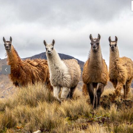 Lotus Alpaka Duvet – Bild 3