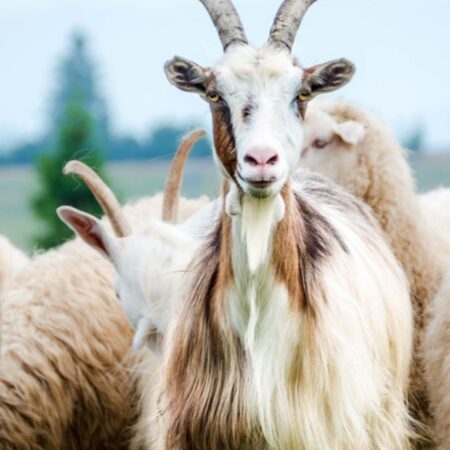 Lotus Kaschmir Duvet – Bild 3